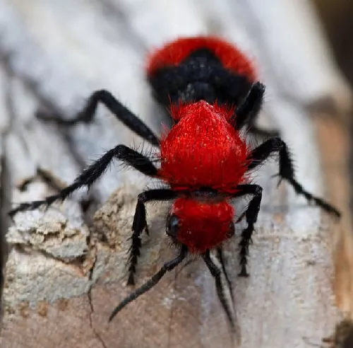 Hormiga Aterciopelada de los Arboles
